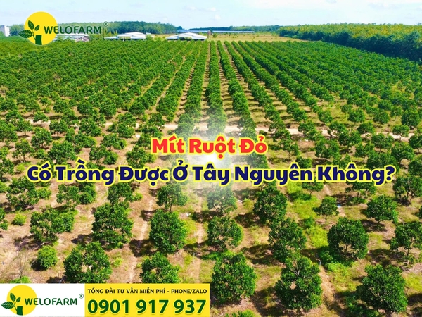 ⚡ TÂY NGUYÊN TRỒNG MÍT RUỘT ĐỎ ĐƯỢC KHÔNG? 