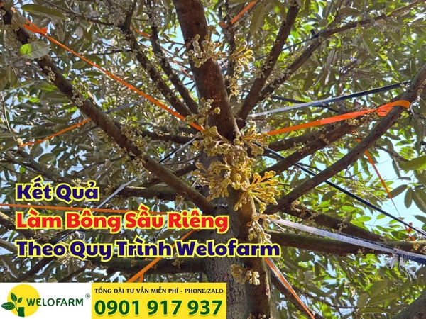 🌸 Thăm Lại Vườn Sầu Riêng Làm Bông Theo Quy Trình Welofarm