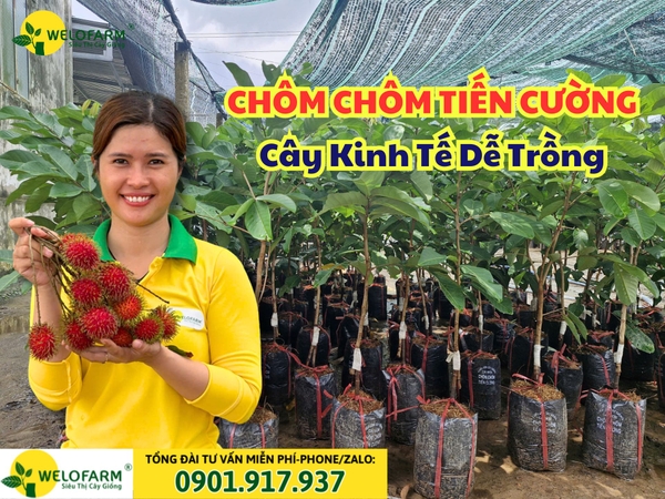Tất Tần Tật về CHÔM CHÔM TIẾN CƯỜNG