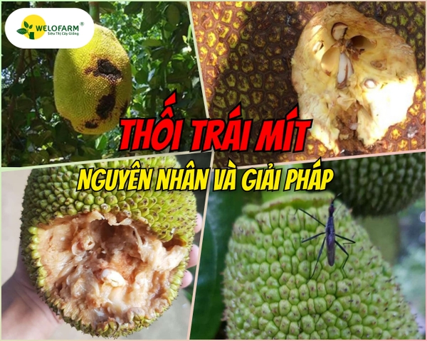 Mít Bị Thối Trái - Nguyên Nhân Và Giải Pháp