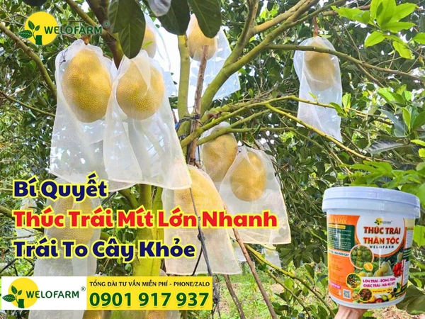 ⚡ THÚC TRÁI MÍT LỚN NHANH – TRÁI TO, CÂY KHỎE, NĂNG SUẤT CAO