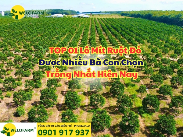 🌱 TOP 01 Lô Mít Ruột Đỏ Được Nhiều Bà Con Chọn Trồng Nhất Hiện Nay