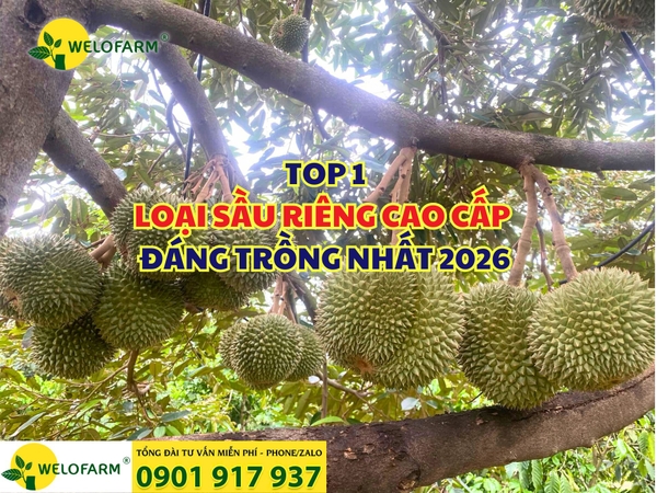 ⚡ TOP 1 LOẠI SẦU RIÊNG CAO CẤP – ĐÁNG TRỒNG NHẤT 2026