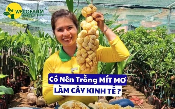 Có Nên Chọn MÍT MƠ Làm Cây Kinh Tế ❓