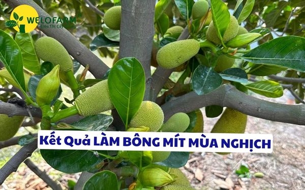 Kết Quả Làm Bông Mít Nghịch Vụ Theo Quy Trình Của Welofarm