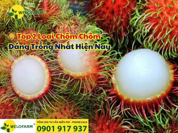 🌟 Top 2 Loại Chôm Chôm Đáng Trồng Nhất Hiện Nay