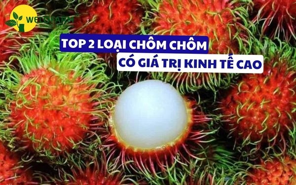 🌱 ĐIỂM DANH 2 LOẠI CHÔM CHÔM CÓ GIÁ TRỊ KINH TẾ CAO ĐANG “HOT” HÀNG TẠI WELOFARM