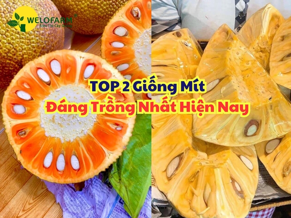 Top 2 Loại Mít Đáng Trồng Nhất Hiện Nay ⁉