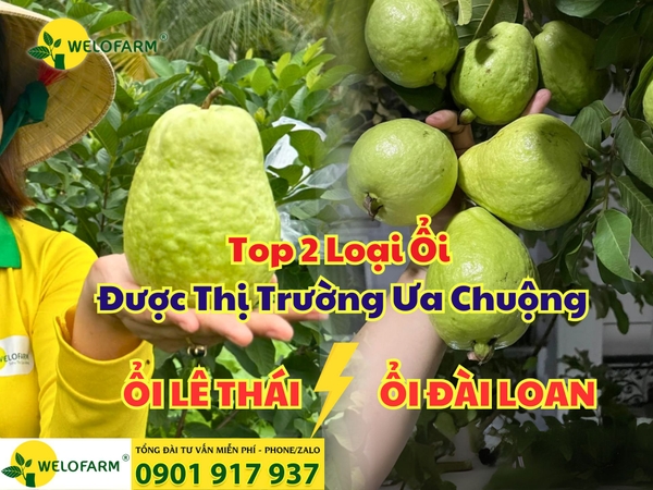 🌳 Top 2 Loại Ổi Dễ Trồng – Dễ Chăm – Nhanh Trái & Được Thị Trường Ưa Chuộng