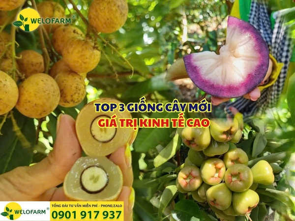 ⚡ TOP 3 GIỐNG CÂY MỚI GIÁ TRỊ KINH TẾ CAO!