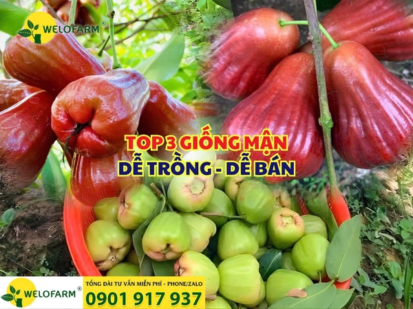 ⚡ Top 3 Giống Mận - Dễ Trồng, Dễ Bán
