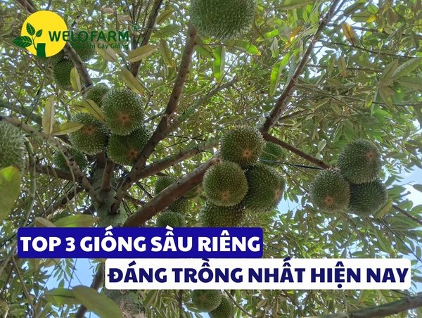 Top 3 Giống Sầu Riêng Đáng Trồng Nhất Hiện Nay