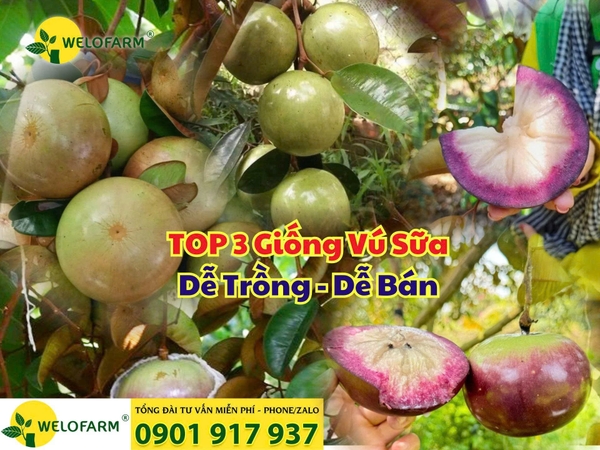 ⚡ Top 3 Loại Vú Sữa Dễ Trồng – Dễ Bán