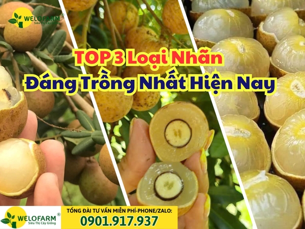 Top 3 Giống Nhãn Có Giá Trị Kinh Tế Cao – Đáng Trồng Nhất Hiện Nay