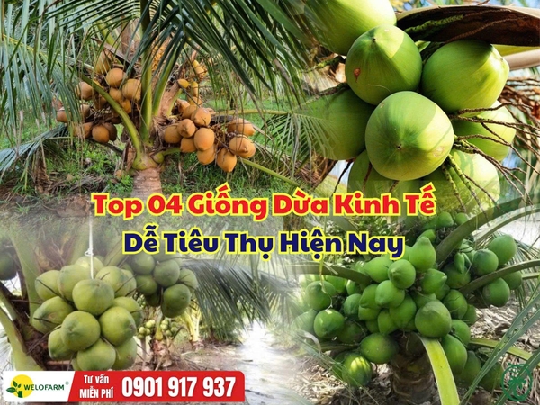 Top 04 Giống Dừa Kinh Tế, Dễ Tiêu Thụ Hiện Nay