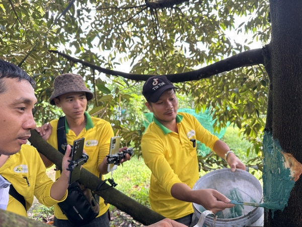 NỨT THÂN XÌ MỦ TRÊN SẦU RIÊNG - KHÔNG CÒN LÀ NỖI LO