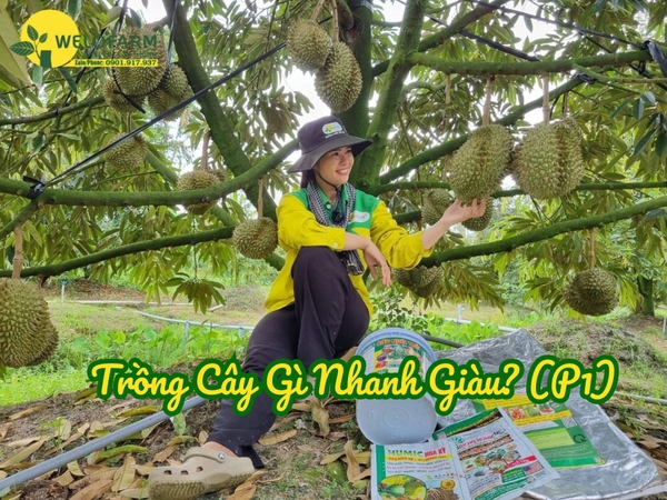 💥 Trồng Cây Gì Nhanh Giàu (Phần 1)