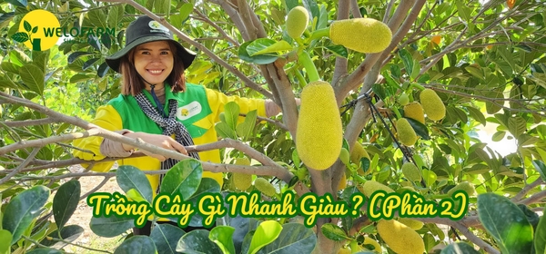 💥 Trồng Cây Gì Nhanh Giàu (Phần 2) ❓ 