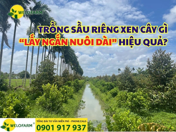 🌱 TRỒNG SẦU RIÊNG XEN CÂY GÌ “LẤY NGẮN NUÔI DÀI” HIỆU QUẢ?