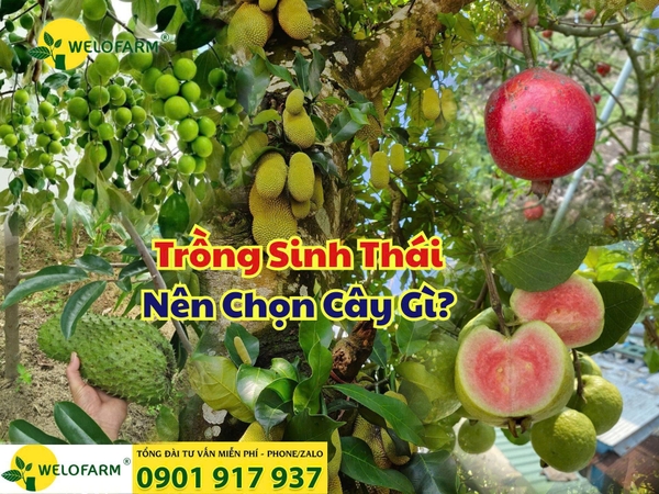 ⚡ TRỒNG SINH THÁI NÊN CHỌN CÂY GÌ?