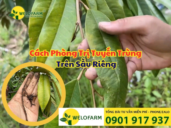 🍂 Cách Phòng Trị Tuyến Trùng Trên Sầu Riêng