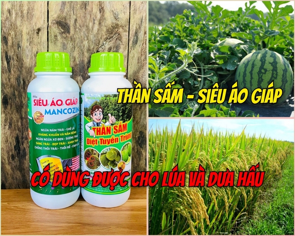 Thần Sấm và Siêu Áo Giáp có dùng được cho lúa và dưa hấu?
