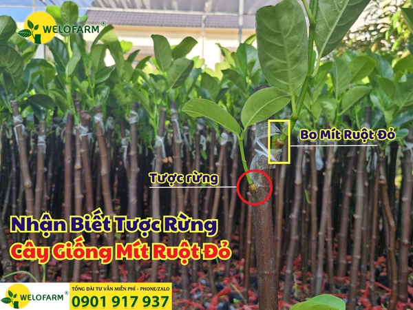 🌱 Cách Nhận Biết Tược Rừng Trên Cây Giống Mít Ruột Đỏ 