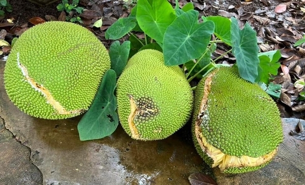 VÌ SAO MÍT THÁI NỨT TRÁI - LÀM TỔN THẤT NẶNG NỀ CHO NHÀ NÔNG