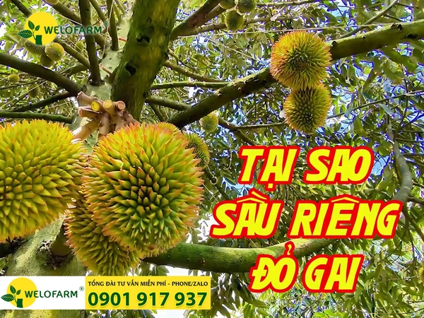 ⚡ Nguyên Nhân Sầu Riêng Bị Đỏ Gai Và Giải Pháp Khắc Phục