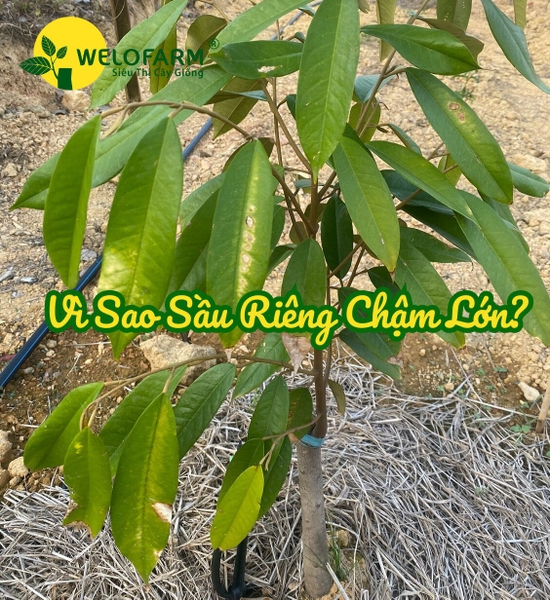 Vì Sao Sầu Riêng Chậm Lớn?