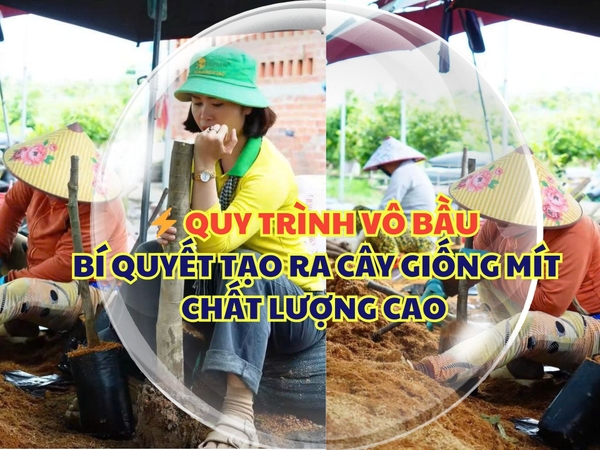 ⚡ QUY TRÌNH VÔ BẦU – BÍ QUYẾT TẠO RA CÂY GIỐNG MÍT CHẤT LƯỢNG CAO 