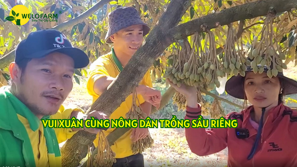 🎊 Vui Xuân Cùng Nông Dân Trồng Sầu Riêng 💥 