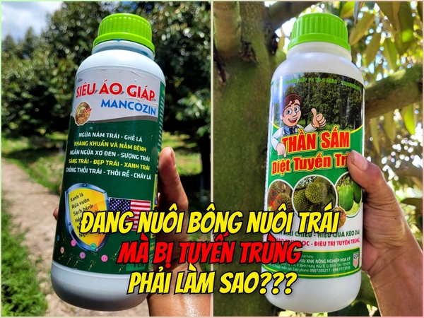 CÂY ĐANG NUÔI BÔNG, NUÔI TRÁI MÀ BỊ TUYẾN TRÙNG - PHẢI LÀM SAO???
