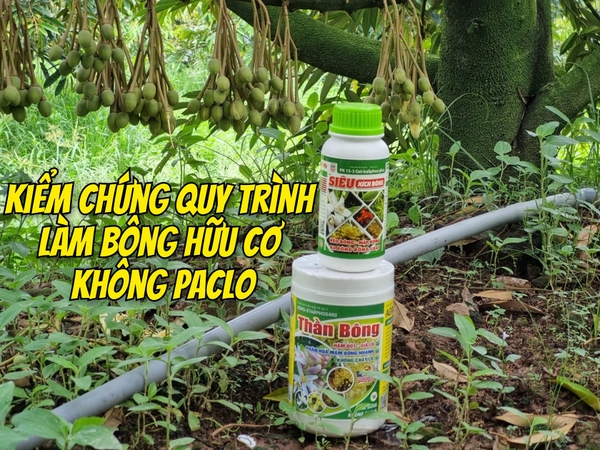 KIỂM CHỨNG QUY TRÌNH LÀM BÔNG HỮU CƠ KHÔNG PACLO