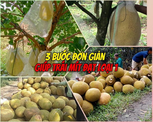 Bật Mí 3 Bước Đơn Giản Giúp Trái Mít Đạt Loại 1