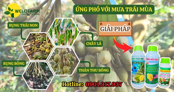 Giải Pháp Ứng Phó Với MƯA TRÁI MÙA