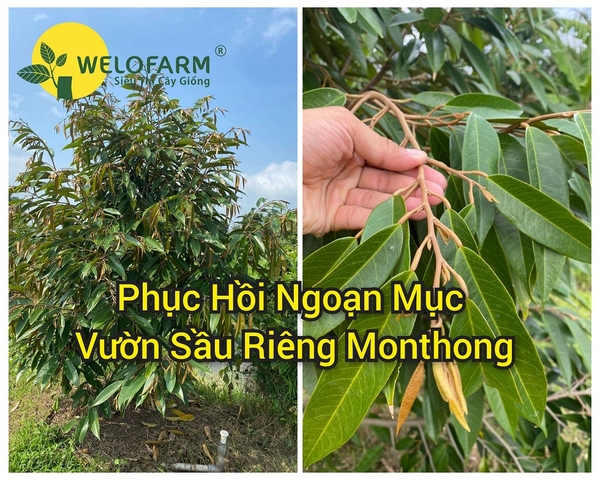 Phục Hồi Ngoạn Mục Vườn Sầu Riêng Monthong ở Kiên Giang