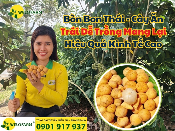Bòn Bon Thái - Cây Ăn Trái Dễ Trồng Mang Lại Hiệu Quả Kinh Tế Cao