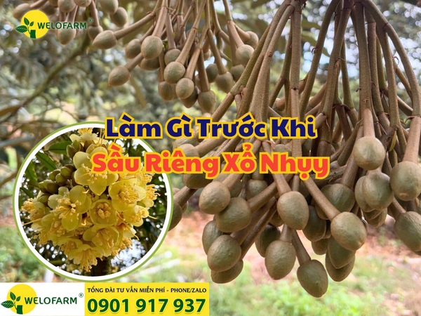 🌸 CÁCH CHĂM SÓC BÔNG SẦU RIÊNG TRƯỚC KHI XỔ NHỤY