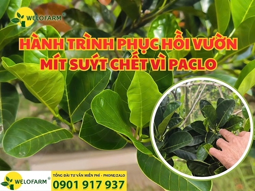 Hành Trình “Tái Sinh” Vườn Mít Ruột Đỏ tại Kiên Giang