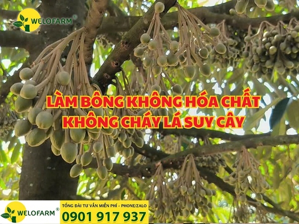 LÀM BÔNG KHÔNG HÓA CHẤT – KHÔNG CHÁY LÁ SUY CÂY