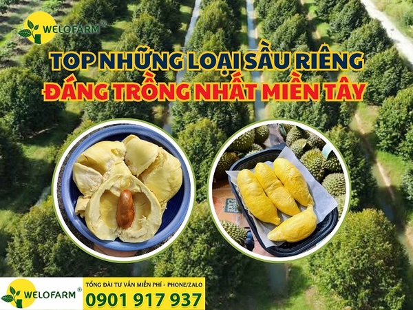 Miền Tây Nên Trồng Sầu Riêng Gì?