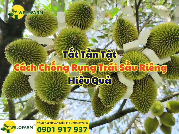 🌸 Tất Tần Tật Cách Chống Rụng Trái Sầu Riêng Hiệu Quả