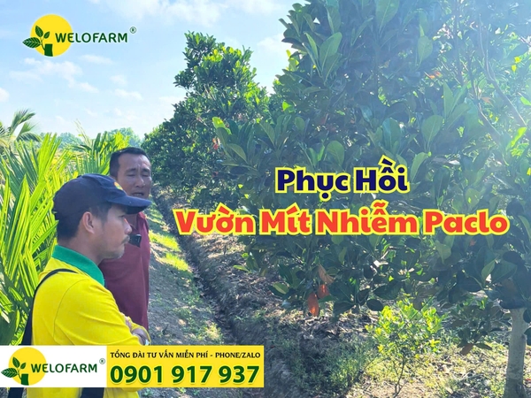 ✨ Vườn Mít Tưởng Chừng Mất Trắng – Và Cái Kết Khi Gặp Đúng Người Đồng Hành