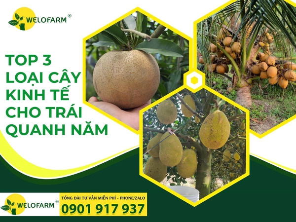 Top 3 Loại Cây Kinh Tế Cao, Cho Trái Quanh Năm
