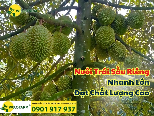 ✨ Cách Nuôi Trái Sầu Riêng Nhanh Lớn - Đạt Chất Lượng Cao
