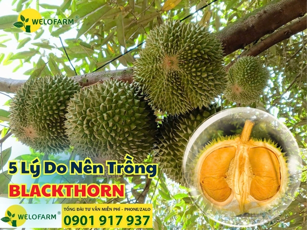 ✨ TOP 5 LÝ DO NÊN TRỒNG SẦU RIÊNG BLACKTHORN