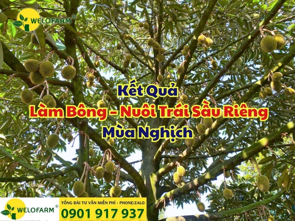 🎉 Kết Quả Làm Bông – Nuôi Trái Sầu Riêng Mùa Nghịch