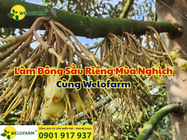 ⚡ Làm Bông Sầu Riêng Mùa Nghịch Cùng Welofarm