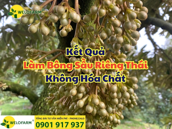 ⚡ Kết Quả Làm Bông Sầu Riêng Monthong Thái Không Hóa Chất